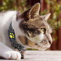 Tracker GPS Pour Animaux - Localisateur étanche Pour Chat, Chien, Clés, Sac - Portée 10-15 M, Appli Gratuite, Batterie 240 MAh - 2