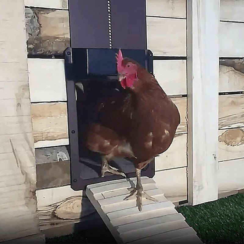 CotCotPro - La Porte de poulailler Automatique Ultime